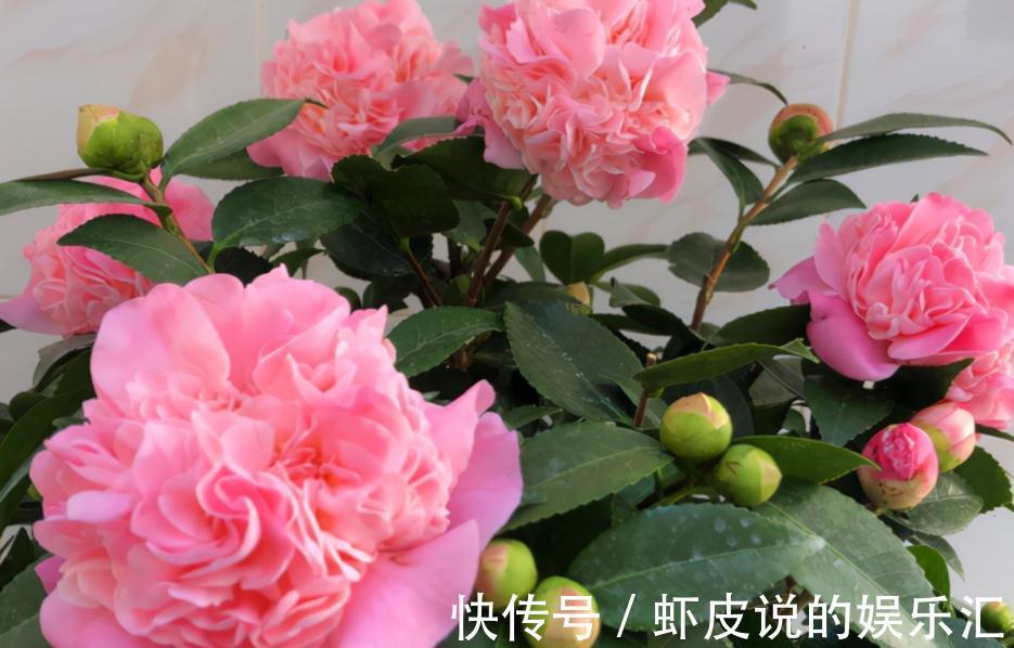 养这3种花,天冷勤开窗透气,开花又多又美又香,看着真养眼