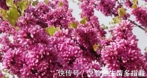 念君&中国超大胆一首情诗,读上去婉约优美,实际上却在问“约不约”?