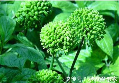 鲍鱼|女性养生,适合常吃4种食物,润肠通便,排毒抗衰,增强体质