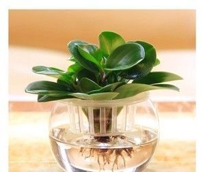 适合养在家里的“懒人植物”,新手、忙人、懒人都能轻松养爆盆