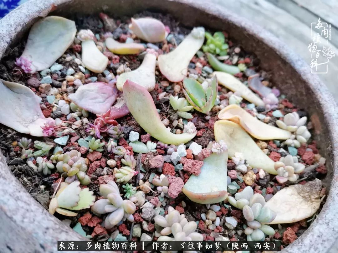 愿你付出甘之如饴，愿你所得归于欢喜！