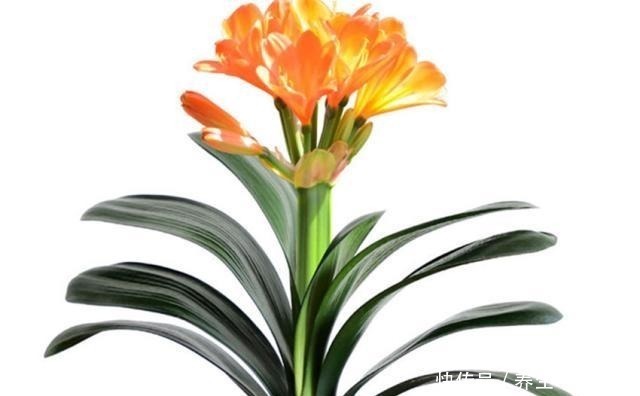 孕蕾|五年没开花的君子兰，只用了三点，年年开花几十朵还不夹箭！