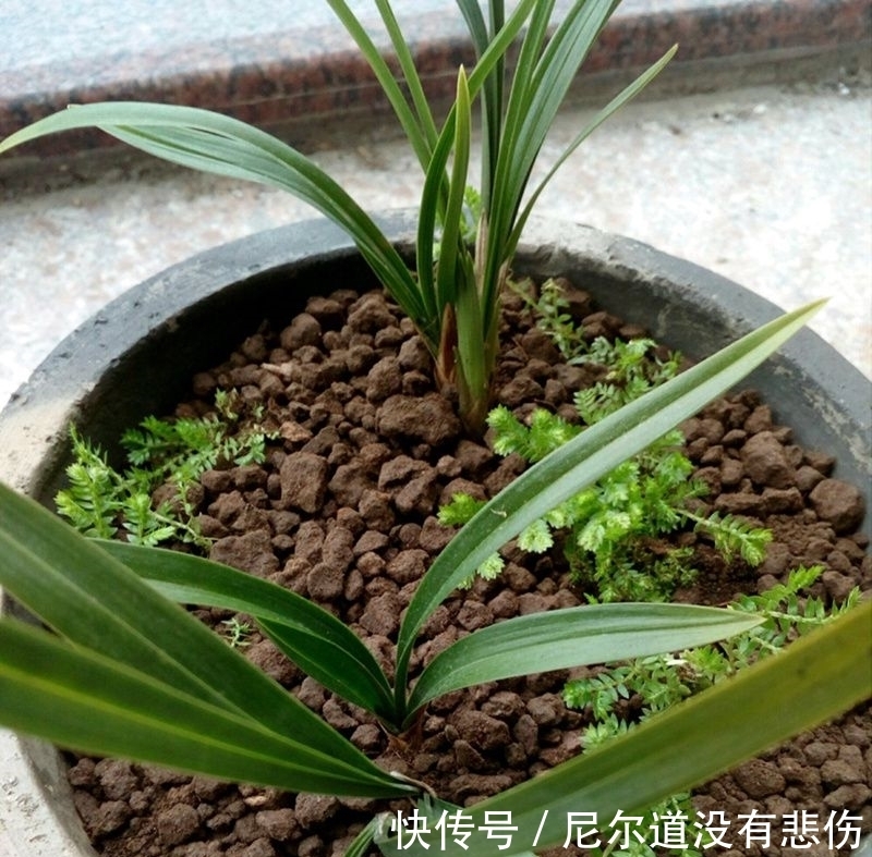 兰花瘦弱不长芽？4个细节做足，根系旺，品相好，新芽挤满盆