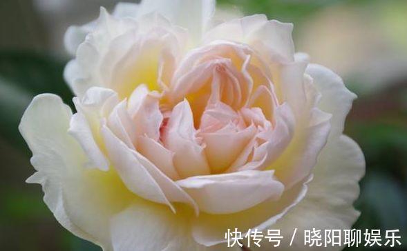 农历10月1号起，最适合养这些花，漂亮又好闻，耐晒又耐热