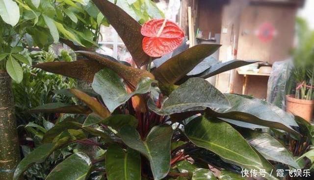  养花土里加“废渣”，土壤疏松又肥沃，盆土不板结，植物长得旺