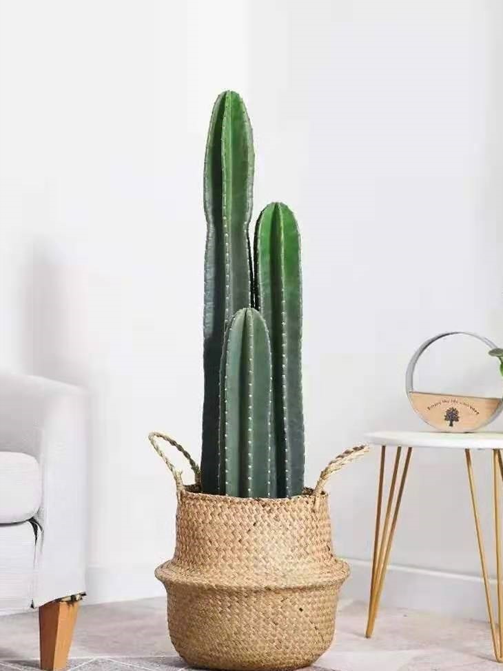 铁树|五种“镇宅花”,听名字就很“霸气”,关键还好养