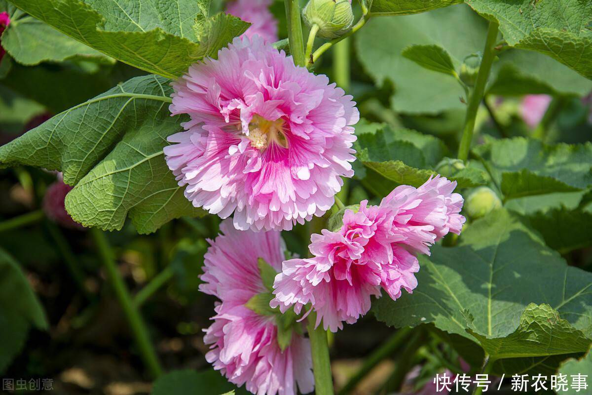 以前被嫌弃的土花，现在变成盆栽中的“香饽饽”，只因好养花量大