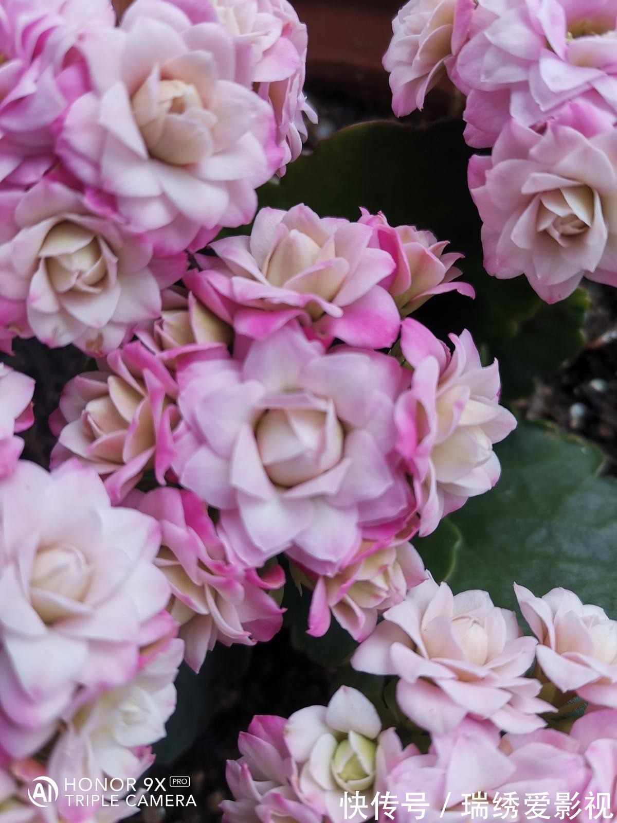 长寿花现在还不冒花苞,赶紧用个“狠招”,很快就开花爆盆