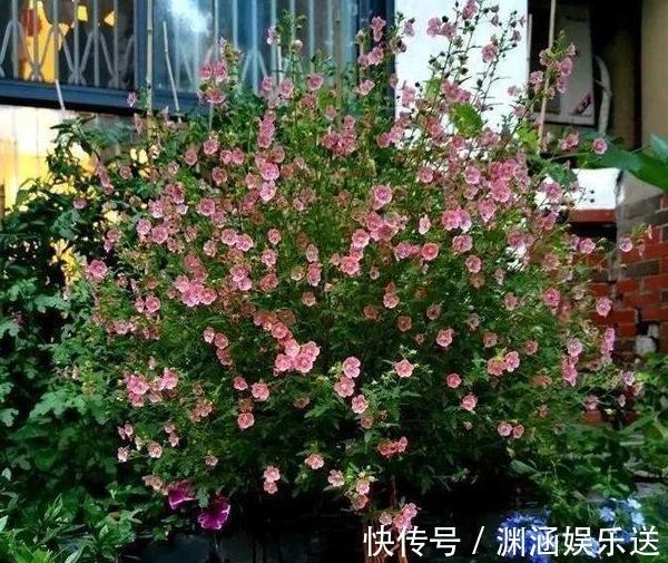 天热阳台该种植什么花15种''抗晒''植物,盆栽赏花不犯愁