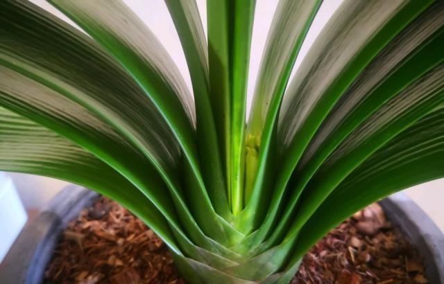 养花土板结“戳不动”,“2种水”家家都有,七天浇1次,疏松肥沃