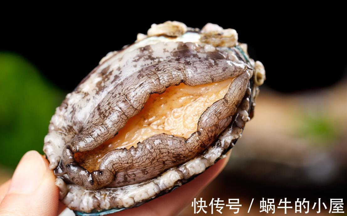 鲍鱼片|它曾经是有钱人才吃得起的海八珍，现在才3元1个，我家隔三差五买