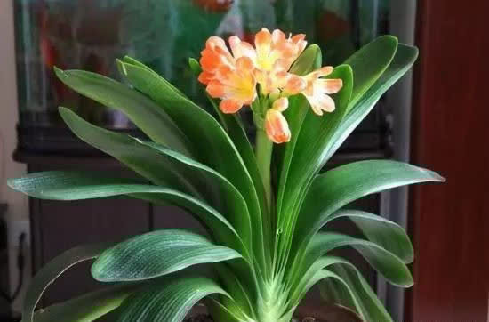 君子兰没有根能栽活吗,三个步骤教你如何栽好君子兰!