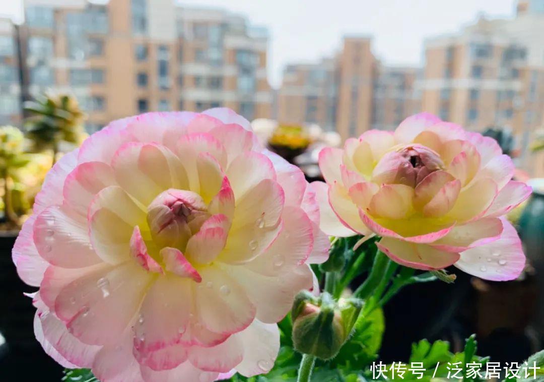 养花技巧:冬天最娇气的9种花,不要随便买,养不活浪费钱