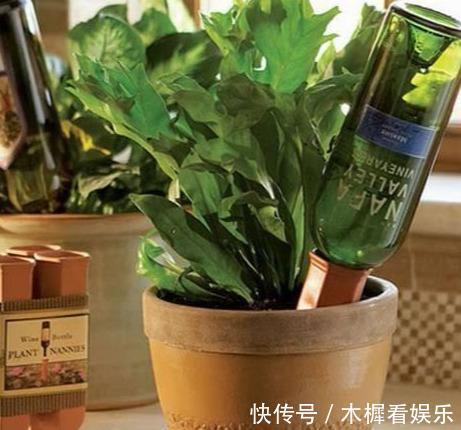 浇花|用啤酒浇花快停下,做错这一步,浇一盆死一盆!