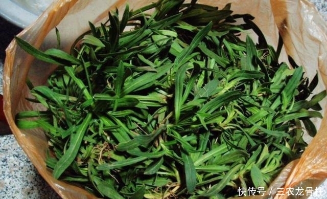 食用价值|农村麦地里的''甜甜菜'',城里人当杂草,殊不知功效丰富价值珍贵