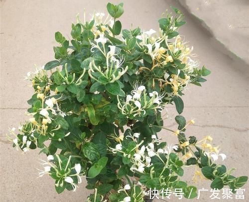 养人|这五种花摆放在家里，娇艳高贵又芬香，净化杀菌还养人