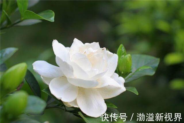 扦插|栀子花、茉莉花用塑料瓶扦插，装点水就生根，新手也能用！