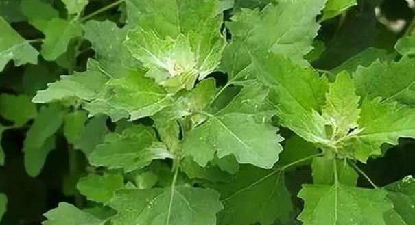 抗衰老、补气血，给中年人推荐4种食物，抗衰健脑，身体越来越好