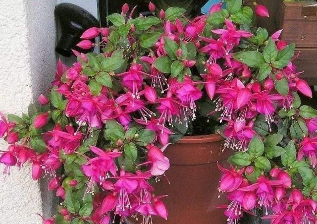 凌霄花|家里再小，3种“吊盆花”也要养，花芽一钻上百朵，花开成“帘”