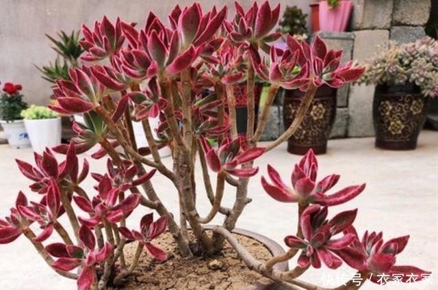 叶片|喜欢养多肉不能错过锦晃星,毛茸茸、红彤彤,相机都拍不出它的美!