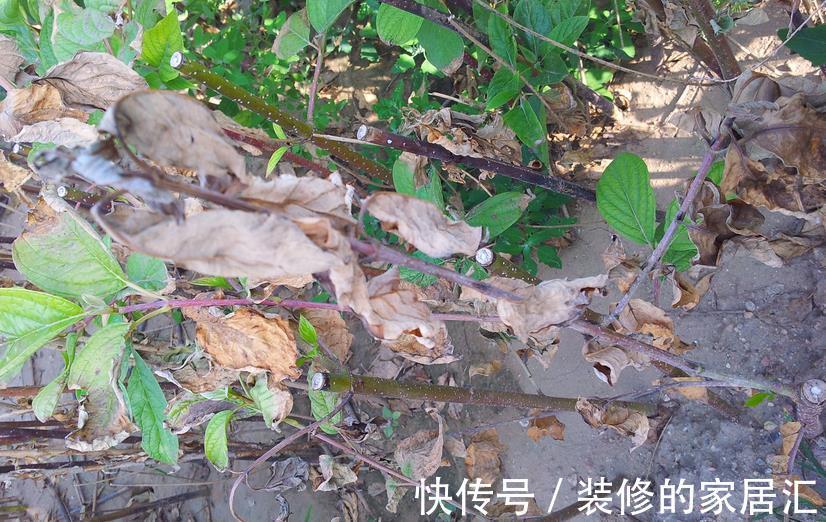 花友们|草木灰养多肉,取材简单好制作,效果好得出奇