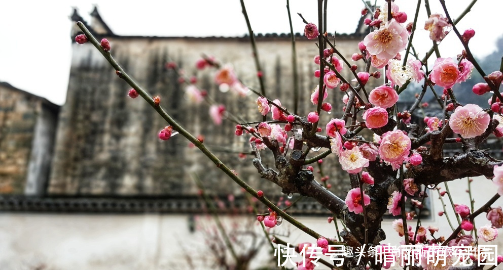 黄山|黄山脚下的千年古渔村，家家户户只种花不打渔，村民比文青还文艺