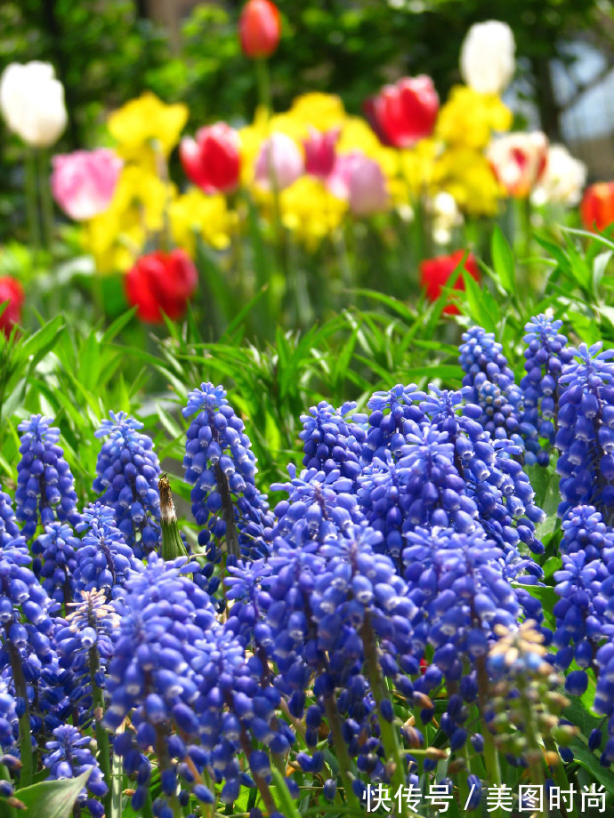 阳台上|为建花园,不顾反对买了一楼带院子,3年的亲手布置朋友都羡慕了