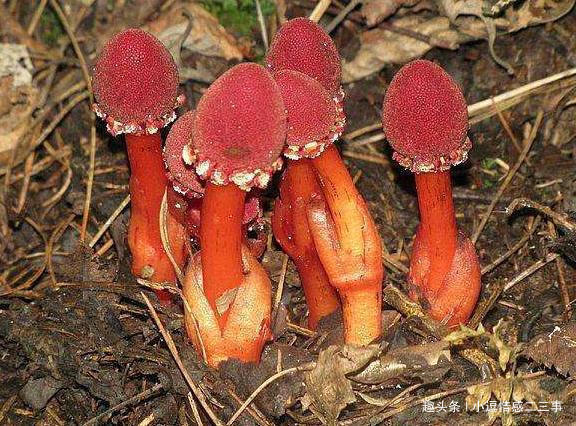 钟馗|此物长于深山中,俗称“钟馗判官笔”,长相难看,但异常珍贵