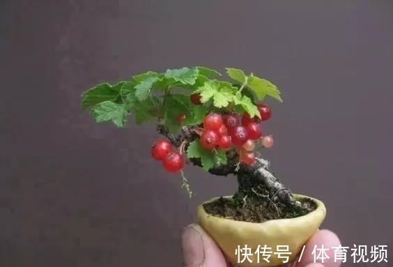 黄杨|微型盆景越来越受欢迎,这里是它们的“集中营”,都是你想知道的