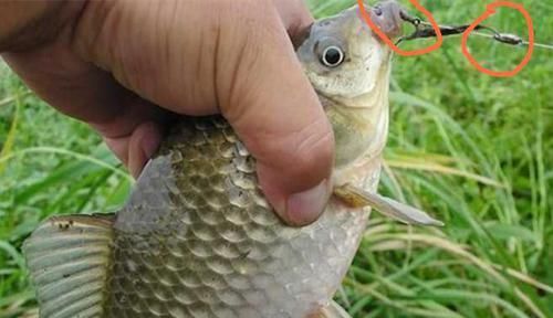 冬天钓鲫鱼，用双铅钓组，搭配红虫做饵料，钓大鲫鱼有点“狠”