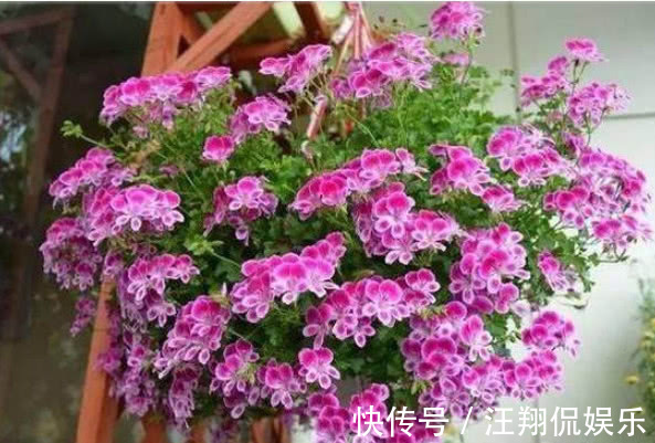 “5种”可吊起来养的花，好养易爆盆，开成大花球，开出100朵美翻