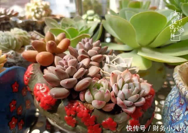 揭秘:那些干净又温暖的多肉照片从哪里来?