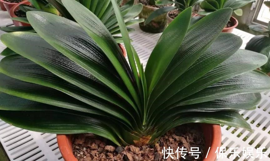 花肥|松树有2宝,松果壳、松针,带回家养花,效果比花肥强