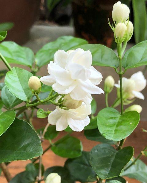 肥料|养茉莉花,花后记住“4要领”,花开不断芳香四溢,每次都爆盆