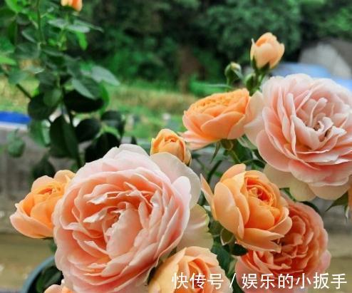 月季一周内开出两种不同颜色的花，是怎么回事