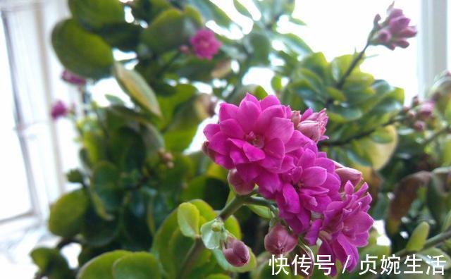 多肉植物|新手花友养长寿花,该牢记哪些才能一年四季开花