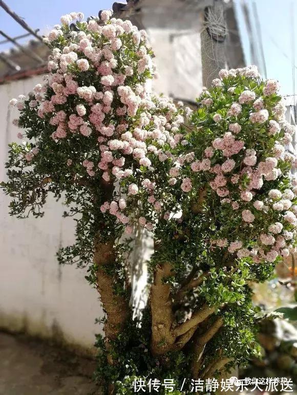 富贵竹|4种花有灵性,平时难开花,一有好事就开花!