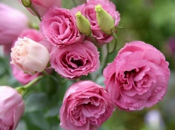 李大爷养“这花”，比玫瑰美，比菊花好养，香气四溢，邻居都羡慕