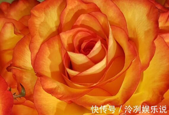 想养花选“它”花语一份神秘的爱，花姿艳丽夺彩，比菊花还美
