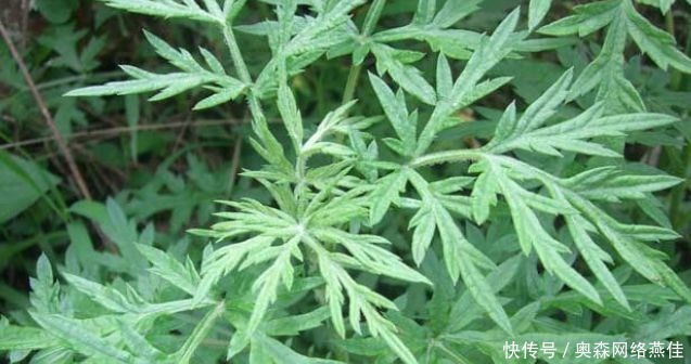 煮水|艾叶煮水真是太厉害了,解决了男女不少的麻烦,现在明白还不晚