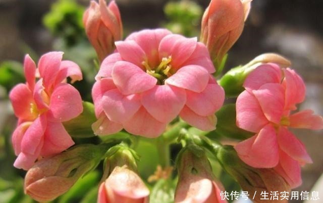 长寿花|长寿花很难开爆盆,“4种”技巧掌握了吗学会了,花朵惊艳美丽!