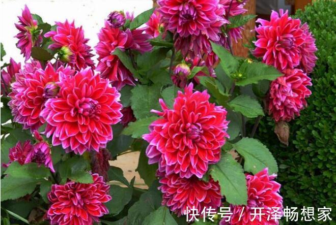 植株|喜欢养护花卉,就养护3种花卉,花色绚丽,花期长,妖娆多姿