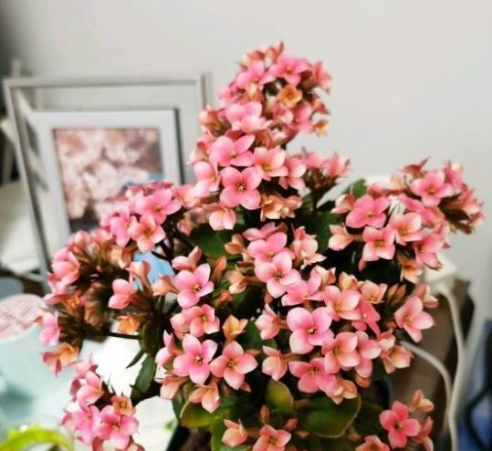 养长寿花,记住2个配土“原则”,不烂根长得旺,次次开花都爆盆