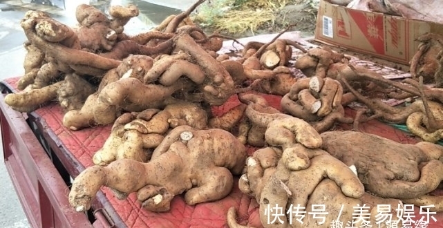 源易缘|第一次见太行山上的野生山药，就是与众不同，不像山药更像根雕