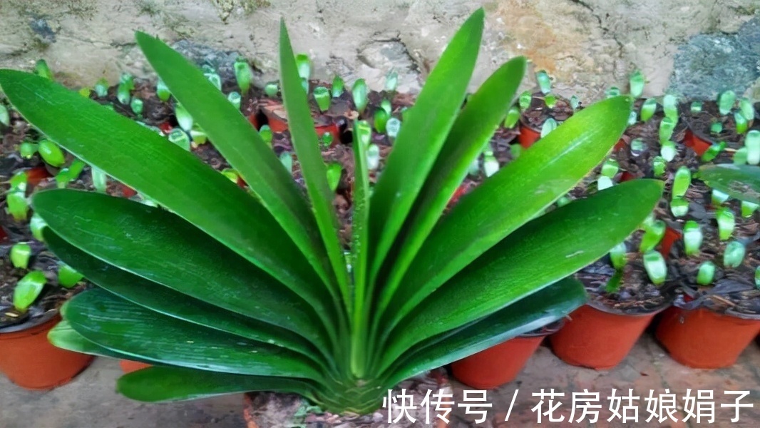 按照君子兰的生长习性来进行养殖,就不怕养不好它了,值得收藏
