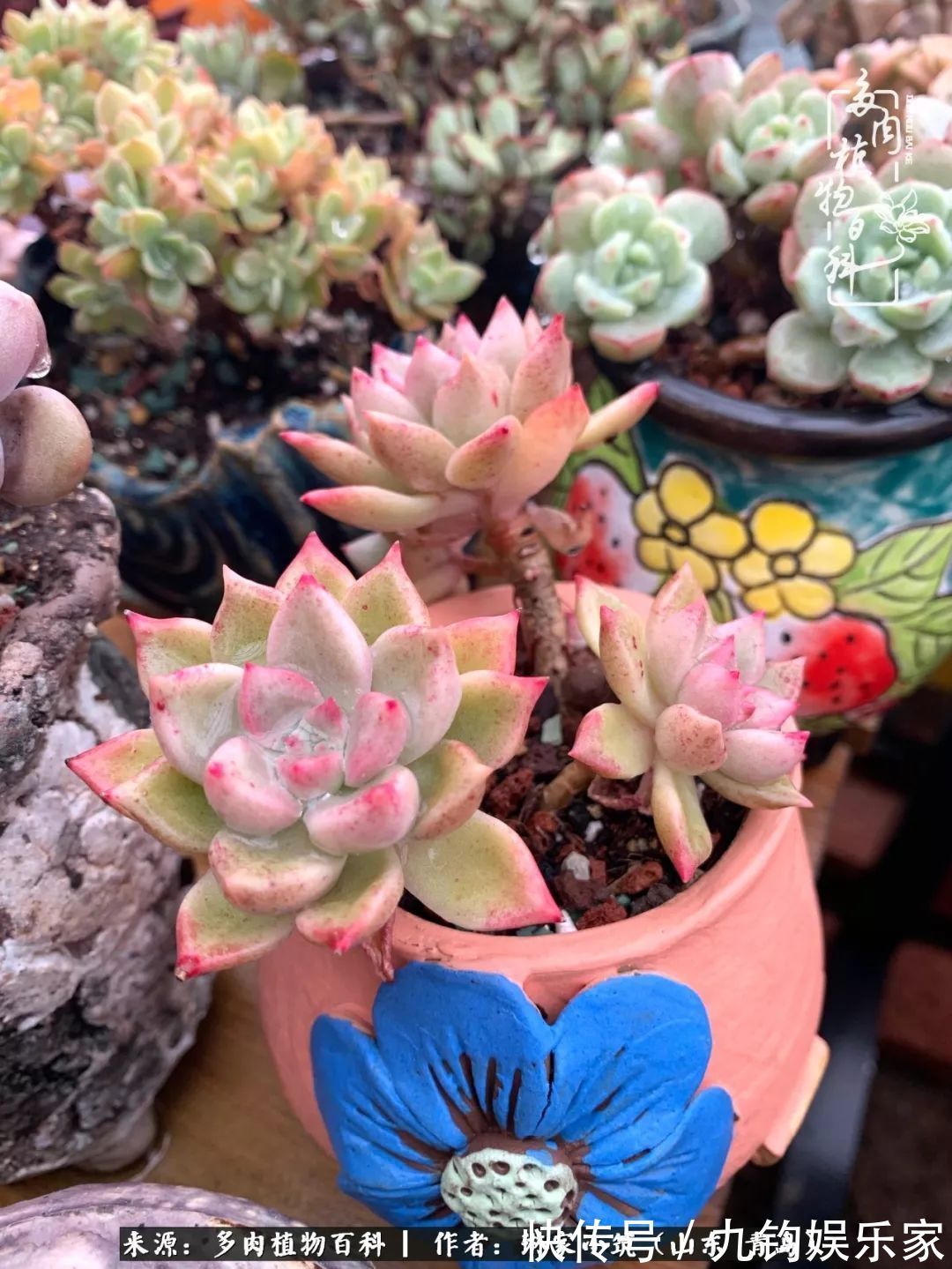 多肉住进暖棚,坦然越冬,放肆浇水,这个冬天有点甜!