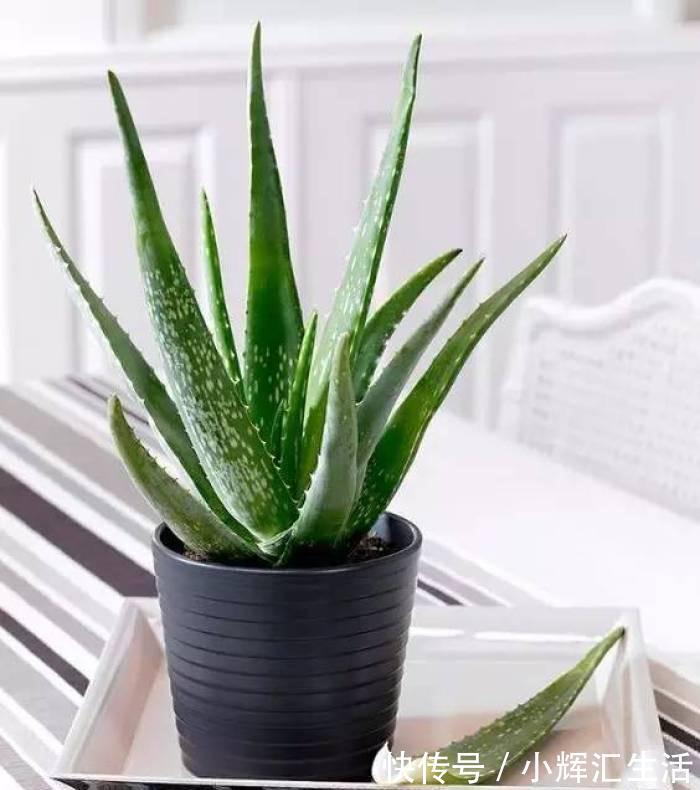 养花试试这几款,叶子非常厚,吸附能力超强