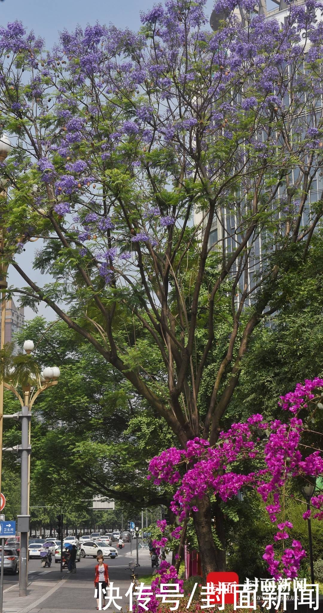 初夏的成都街头蓝楹花悄然开放太美 图集 粉紫色