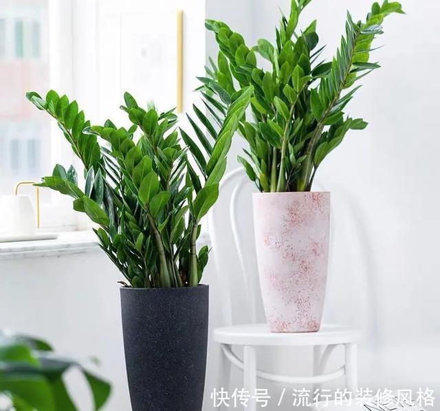 植株|冬天养金钱树,做好这5件事,叶子绿得发亮,越养越精神