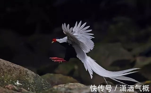 白鹇|白鹇鸡!太美了!